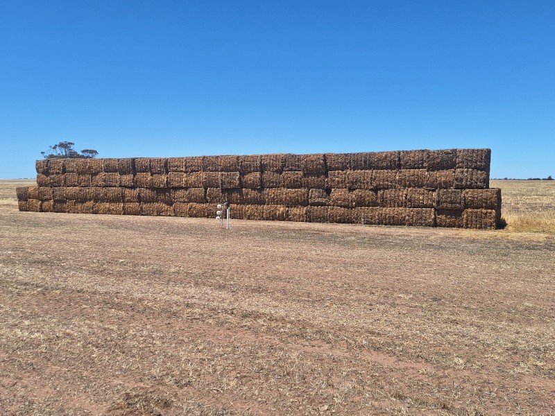 2024 Vetch/clover hay with volunteer cereals