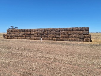 2024 Vetch/clover hay with volunteer cereals