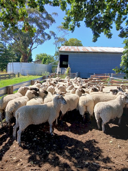 Black Suffolk ewes, 2021 drop, Banquet bloodlines