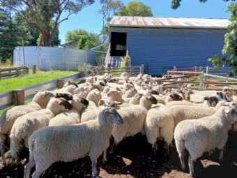 Black Suffolk ewes, 2021 drop, Banquet bloodlines