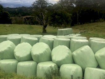 Silage for sale