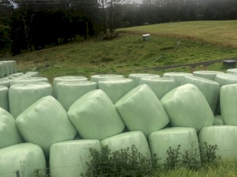 Silage for sale