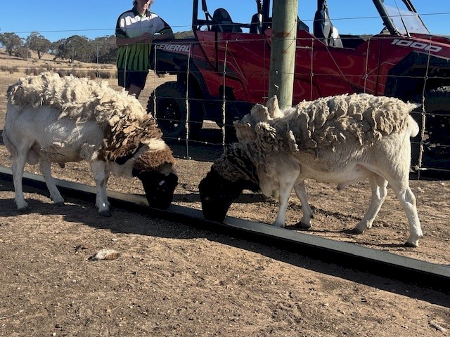 Dorper Rams x 2