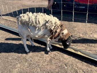 Dorper Rams x 2