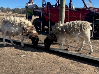 Dorper Rams x 2