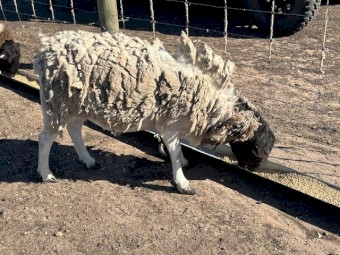 Dorper Rams x 2