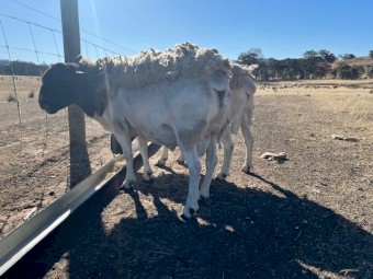 Dorper Rams x 2