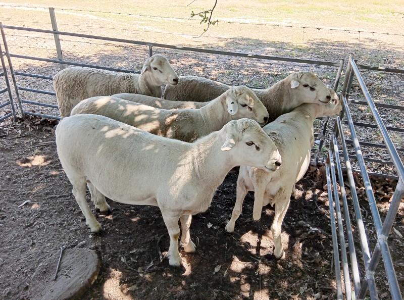 Australian White Rams