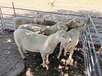 Australian White Rams