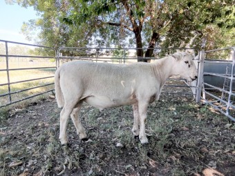 Australian White Rams