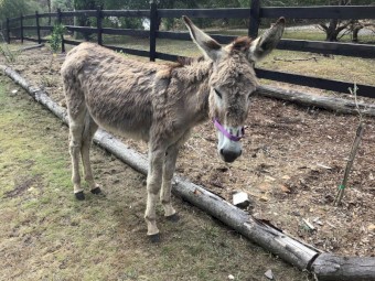 Female Donkey
