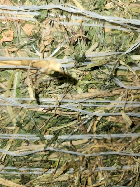 40 x Lucerne Hay 4x4 Round Bales