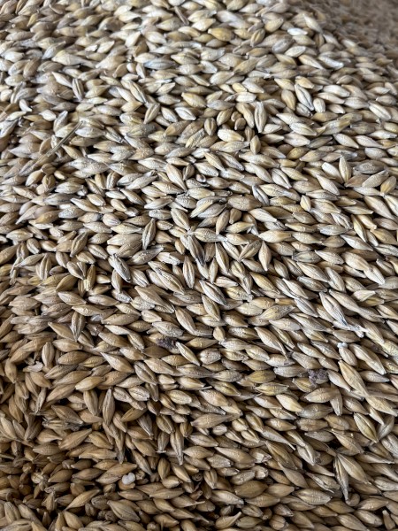 BAR1 Barley