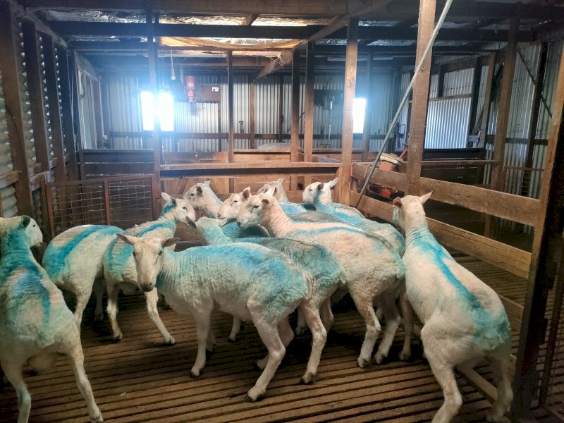 Rams Border Leicester 1.5 & 2.5 years