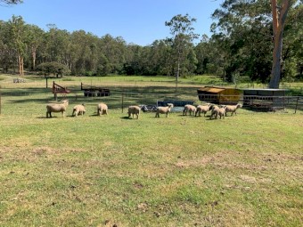 Babydoll Purebred Registered Ewes with Papers