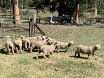 Babydoll Purebred Registered Ewes with Papers