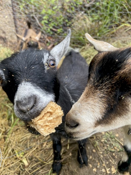 Pygmy Wether Goats