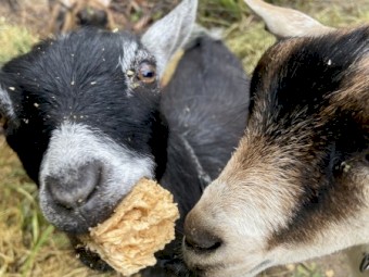 Pygmy Wether Goats