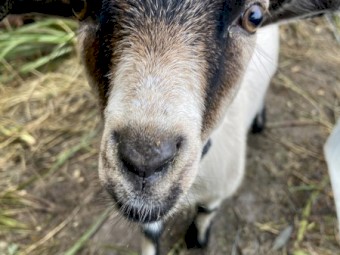 Pygmy Wether Goats