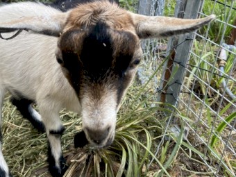 Pygmy Wether Goats