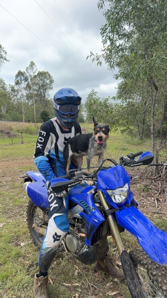 Blue Cattle Dog  (Urgent)