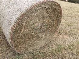 Ryegrass / Clover Pasture Hay