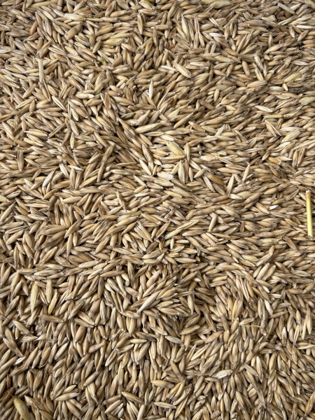 35mt Wallaby Oat Seed