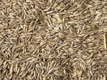 35mt Wallaby Oat Seed