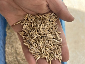 35mt Wallaby Oat Seed