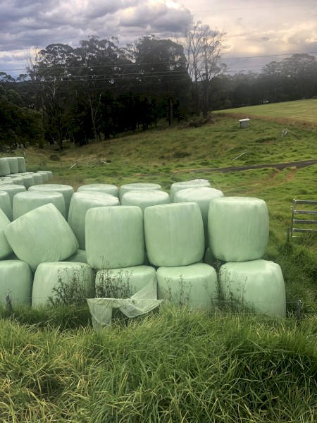 80 Bales of Pasture Silage