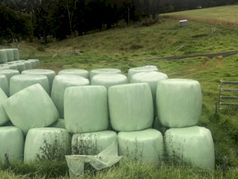 80 Bales of Pasture Silage
