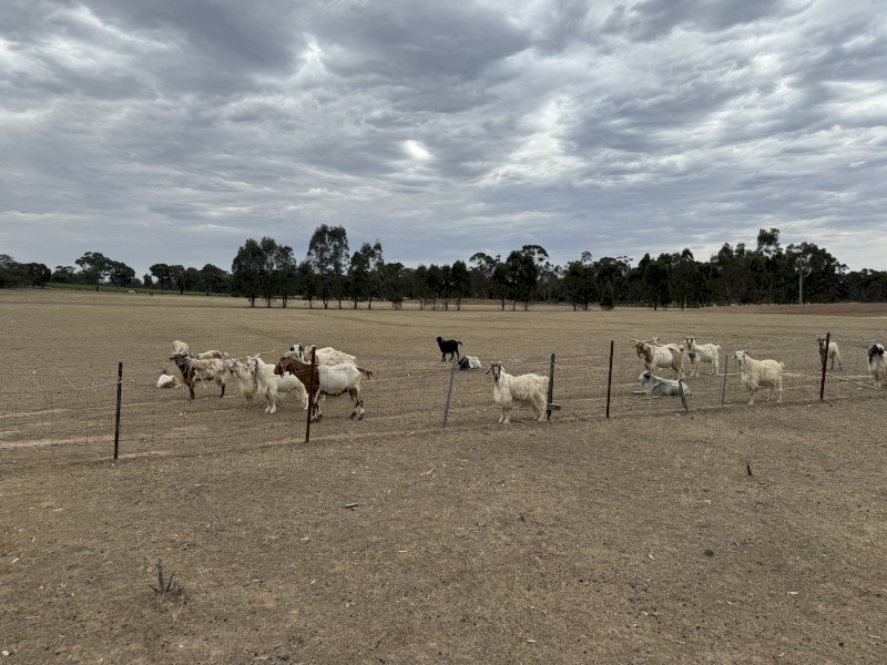 Male  Bush goats 