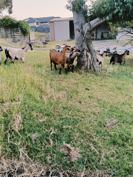 2 wethers and a pregnant female