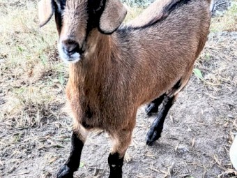 2 wethers and a pregnant female