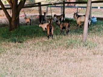 2 wethers and a pregnant female