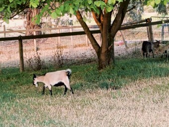 2 wethers and a pregnant female