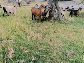 2 wethers and a pregnant female