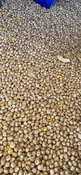 Mandelup Lupins 24/25 Season