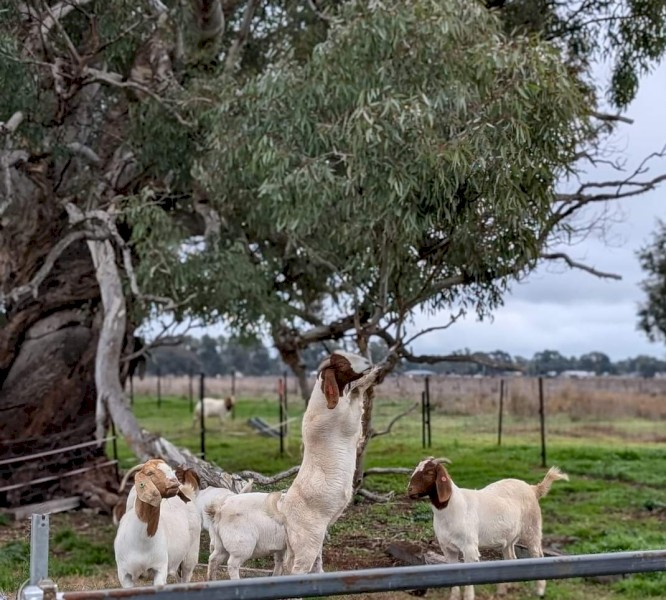Goats for sale- under offer
