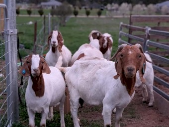 Goats for sale- under offer