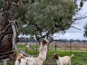 Goats for sale- under offer