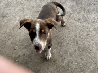 Kelpie x Border Collie puppies