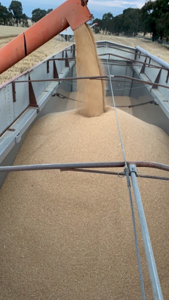 LRPB Kittyhawk Wheat 24/25 season