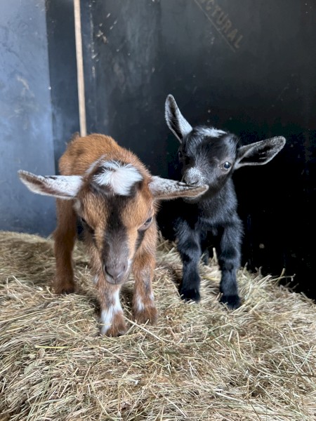 Nigerian Dwarf Doe Kids