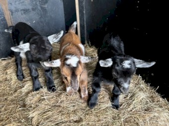Nigerian Dwarf Doe Kids