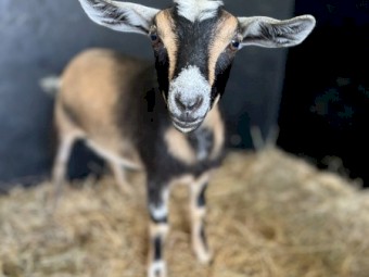 Nigerian Dwarf Doe Kids