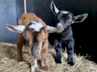 Nigerian Dwarf Doe Kids