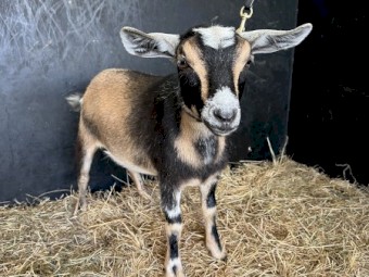 Nigerian Dwarf Doe Kids