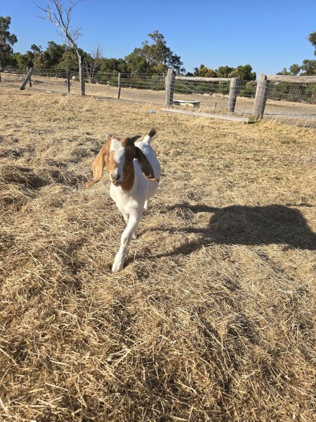 Boer X Reds