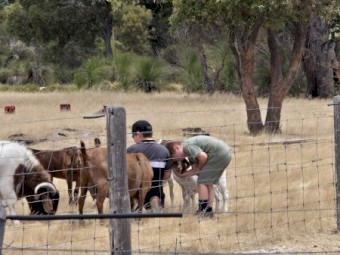 Boer X Reds